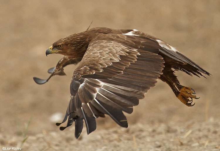    Lesser Spotted Eagle Aquila pomarina  ,Hula valley,October 2010,Lior Kislev